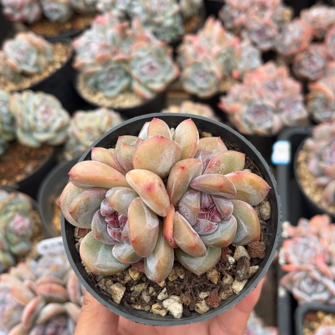 4头小脸哈哈哈哈哈哈哈哈