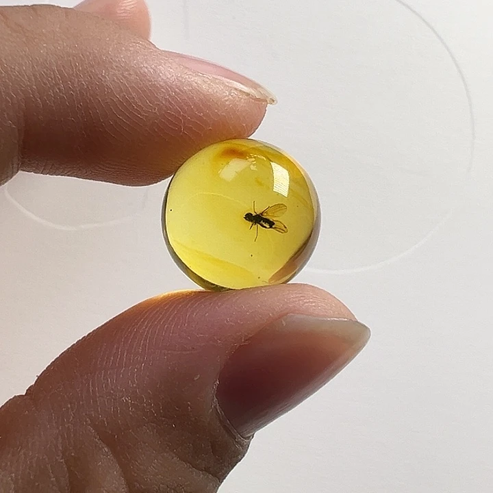 虫珀未镶嵌颈饰虫珀