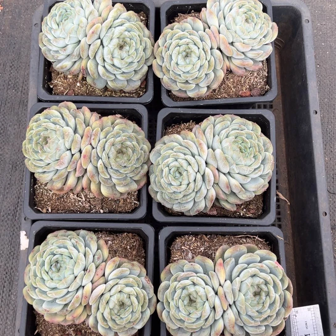 白恋双头，图中任意一颗，尺寸11+