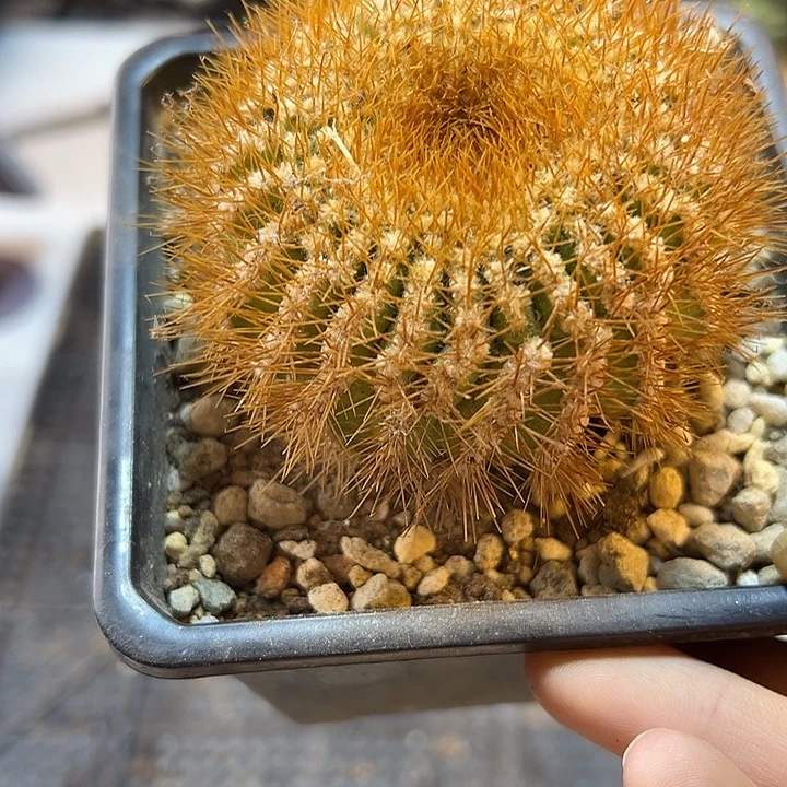 18号自根金刺尤伯球含刺8公分