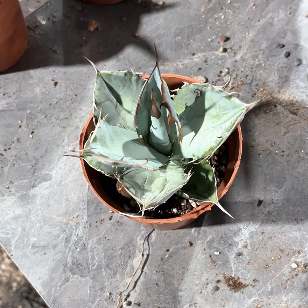 多**森圆叶白冰20米出