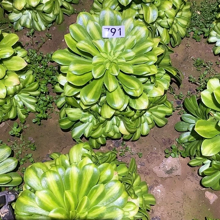 多肉植物法师791翡翠琉璃