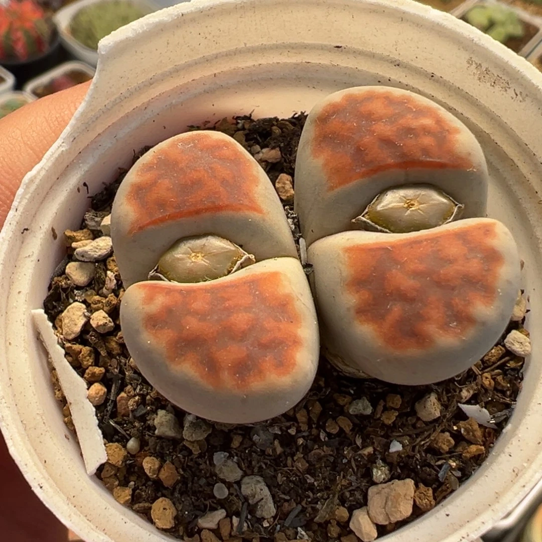 058多肉植物种类多样