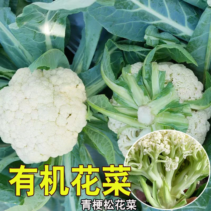 有机花菜秧苗西蓝花苗秋冬耐寒青梗松花苗甘蓝秧苗阳台庭院蔬菜苗