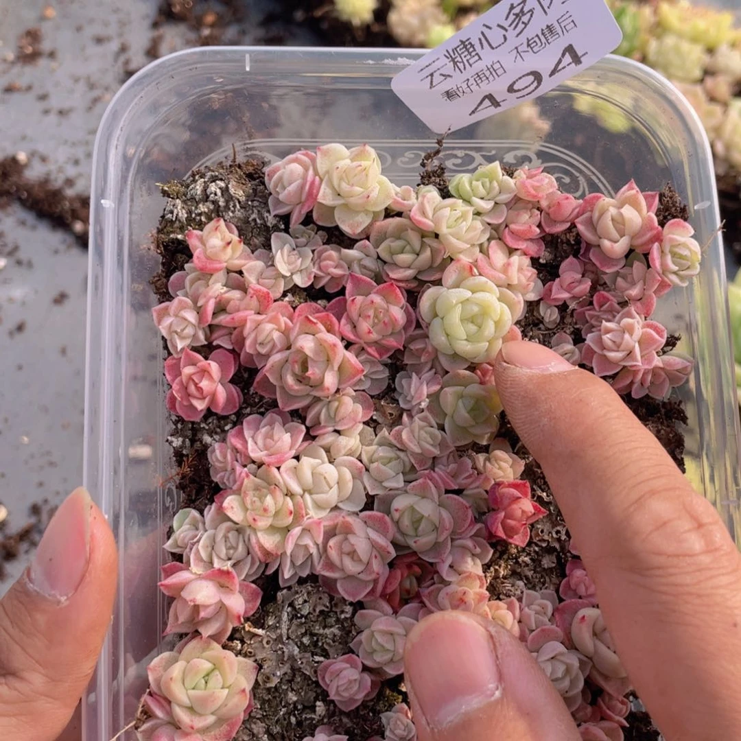 云糖心多肉植物494