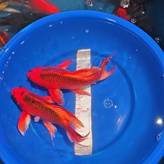 冷水观赏鱼蝴蝶鲤