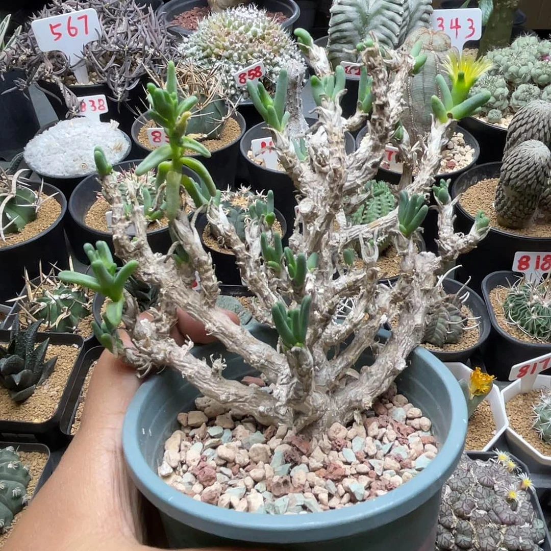 实生老桩 绿花枝干 脱土包邮