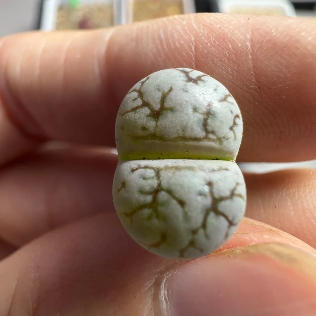 132生石花清框福利30包邮