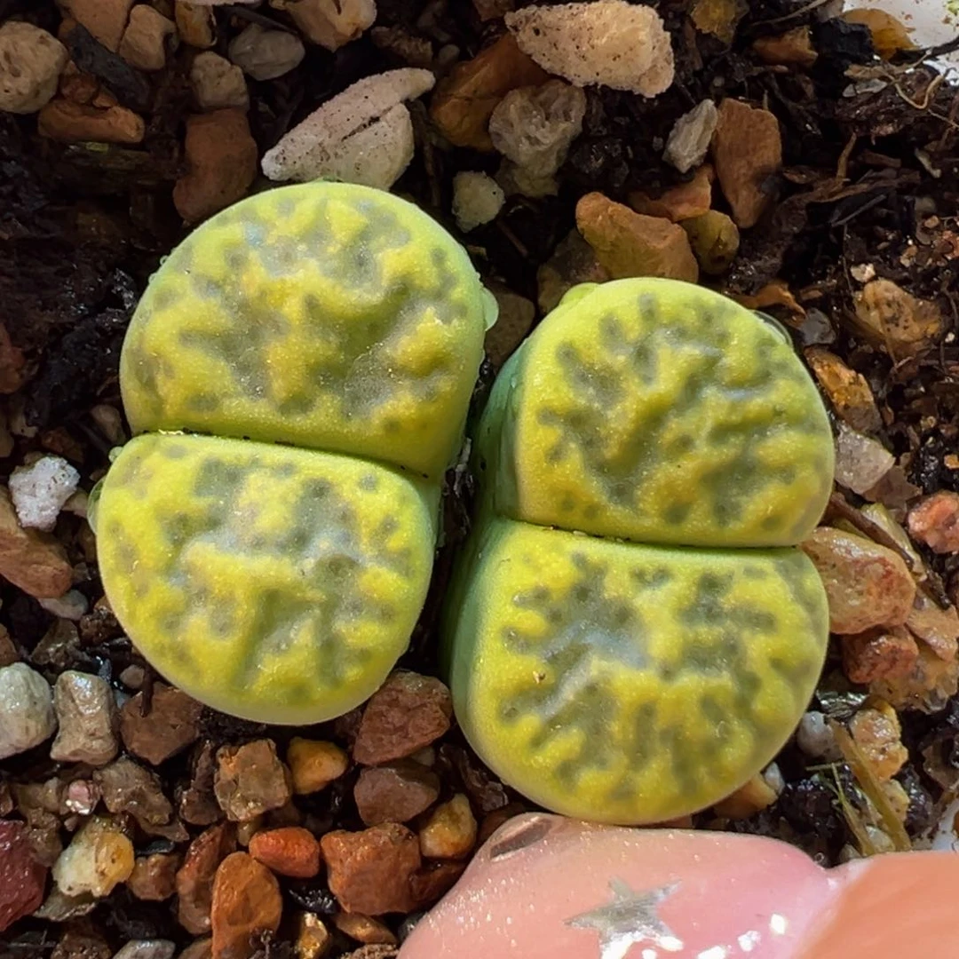 多肉植物带盆百科369
