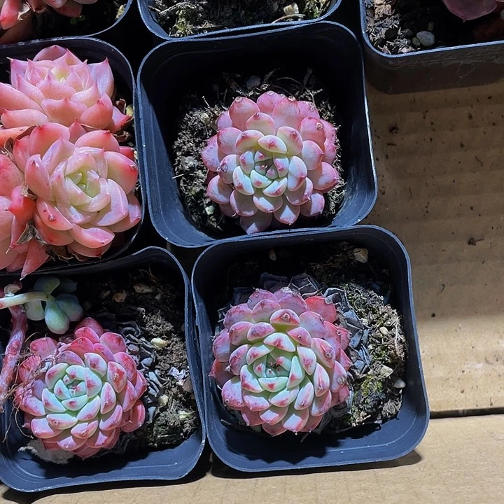 6.5方单头小猫眼带盆土