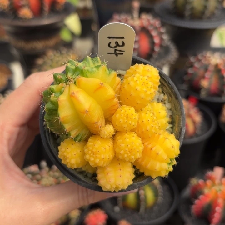 泰国米哈群生R134-0103