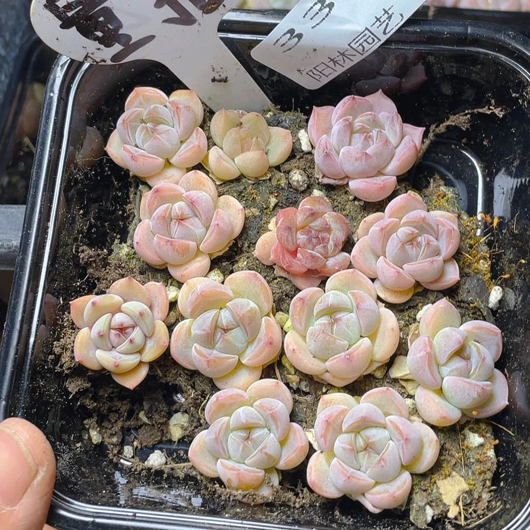 量拍多肉植物多肉植物336