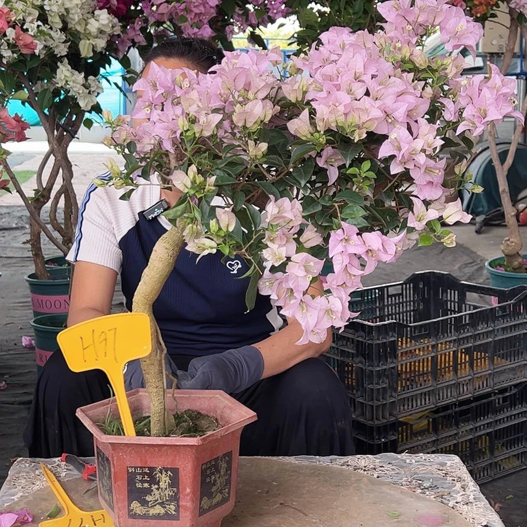 风***舞大部分花苞少量开放H97苹果花