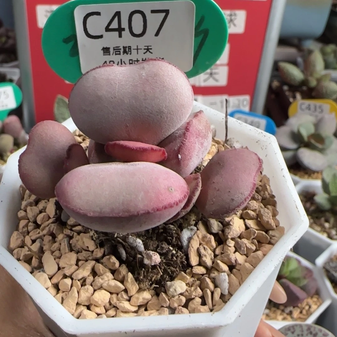 福利。   407。