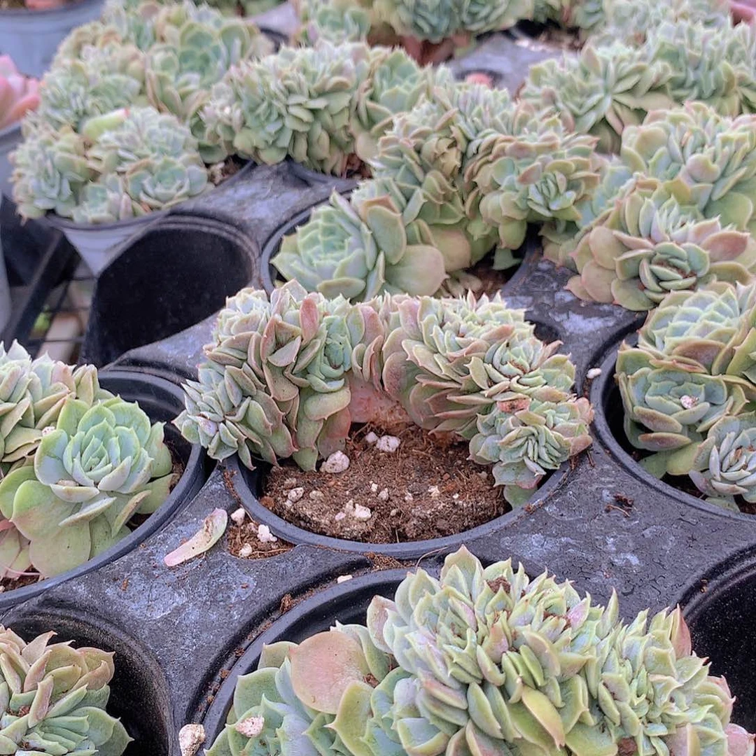 昂斯洛缀化4567899990000
