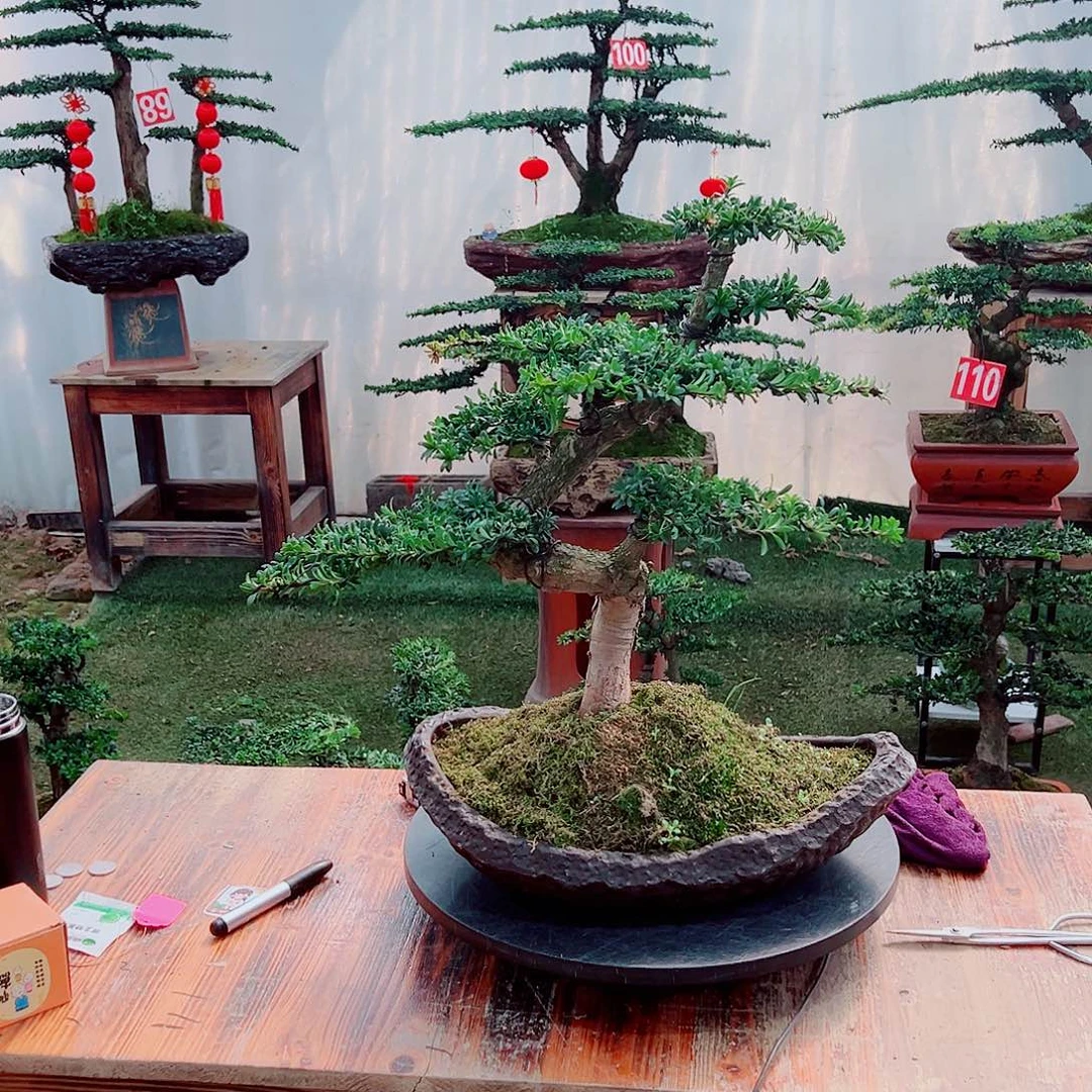 罗汉松小老桩红芽罗汉松