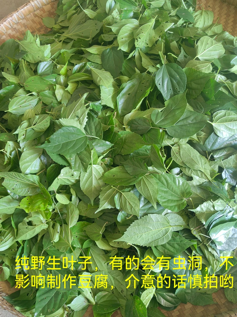 重庆高山新鲜野生神仙豆腐黄荆斑鸠叶豆腐观音叶