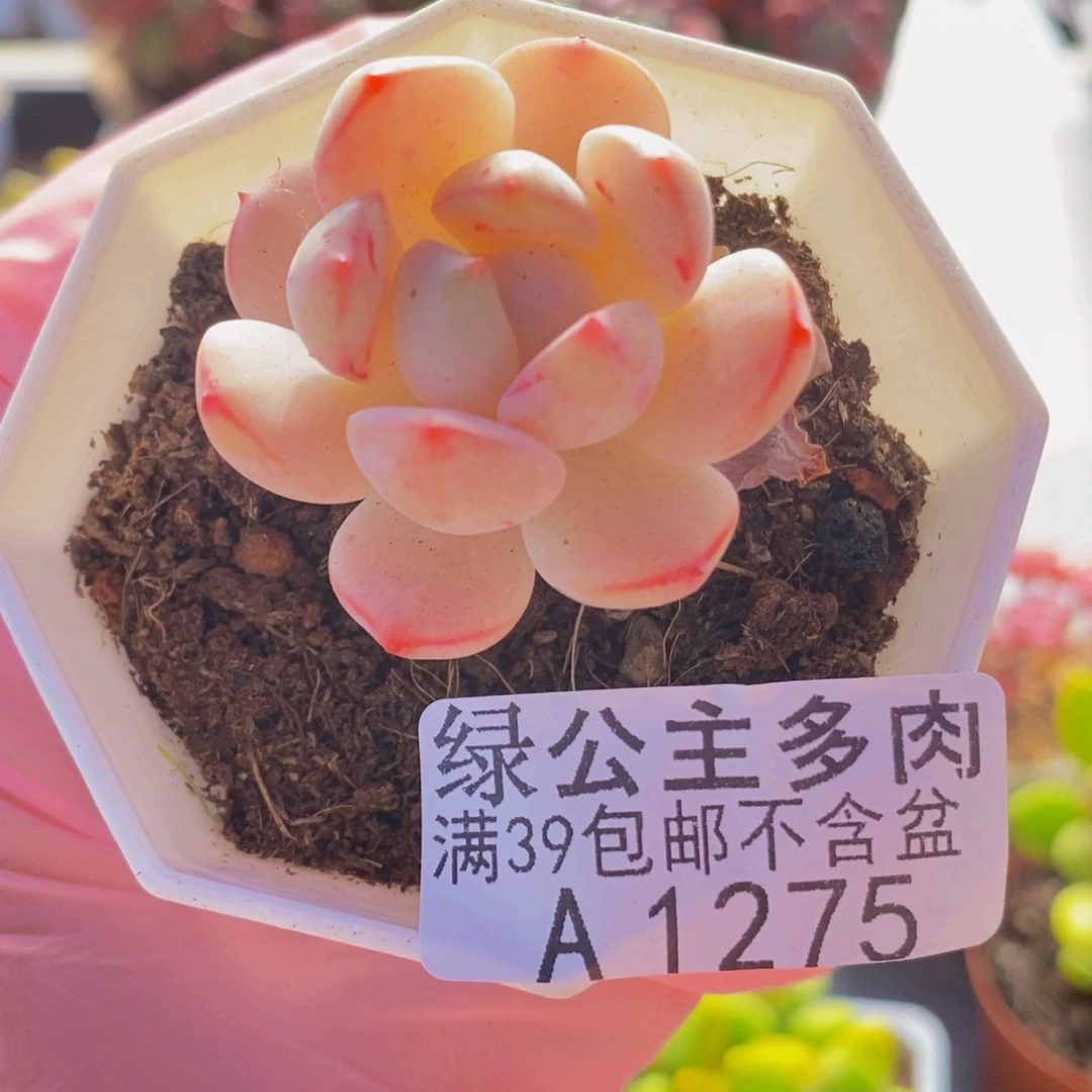 香草单头1275多肉植物