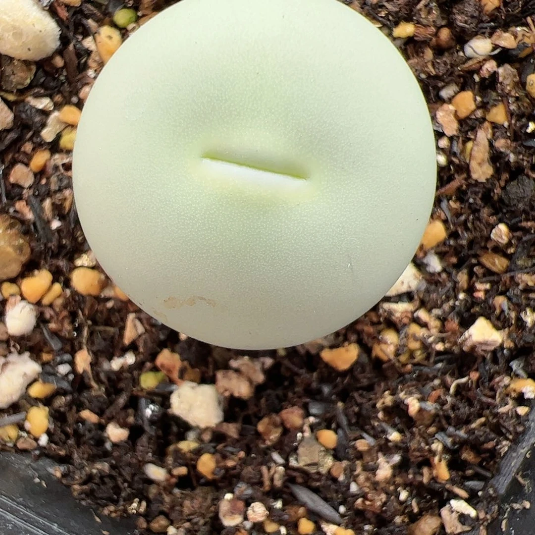 【闪购商品】23 鸽子蛋