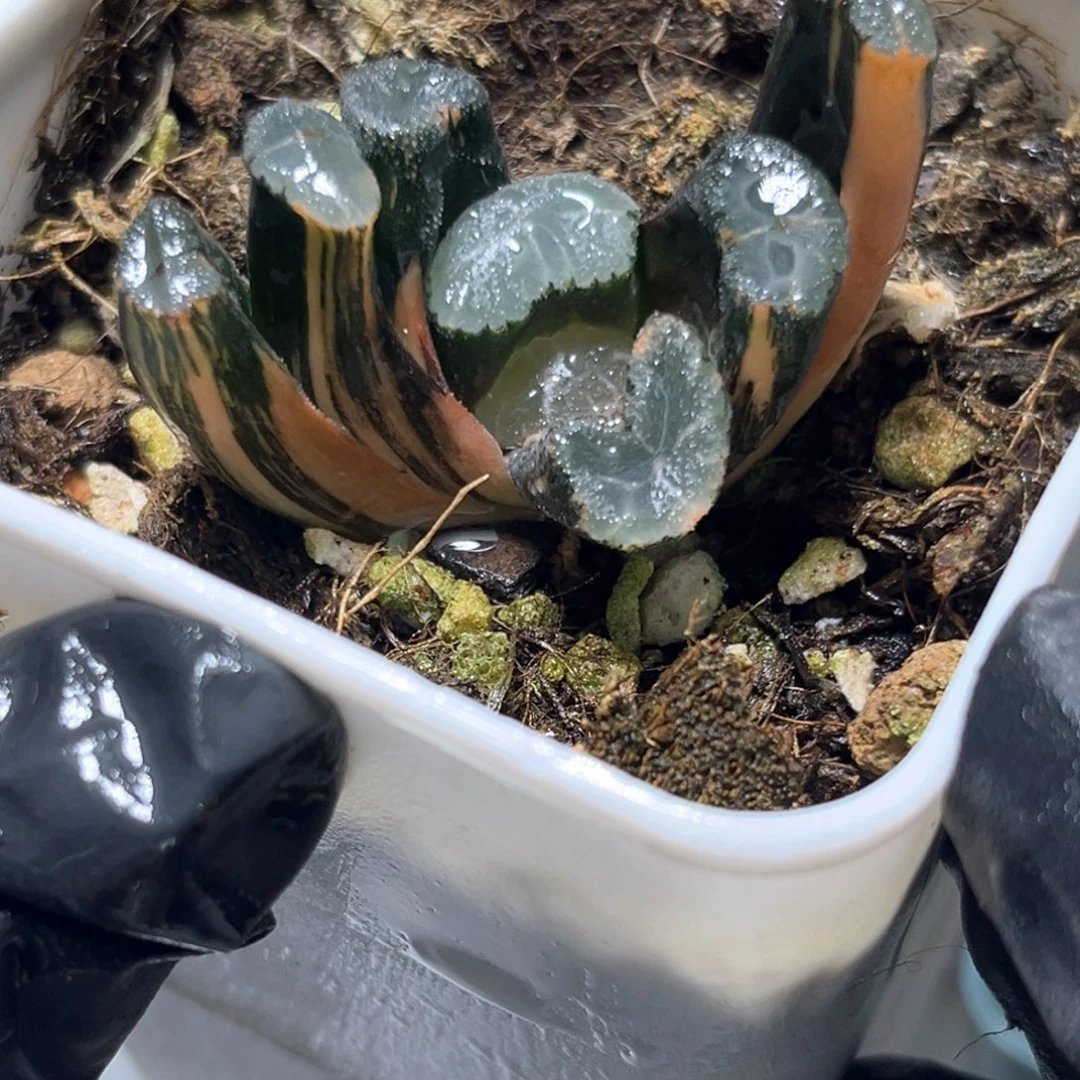 恭喜发财大吉大利5372