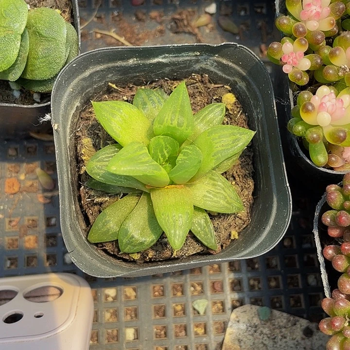 独角兽2.8带盆土发