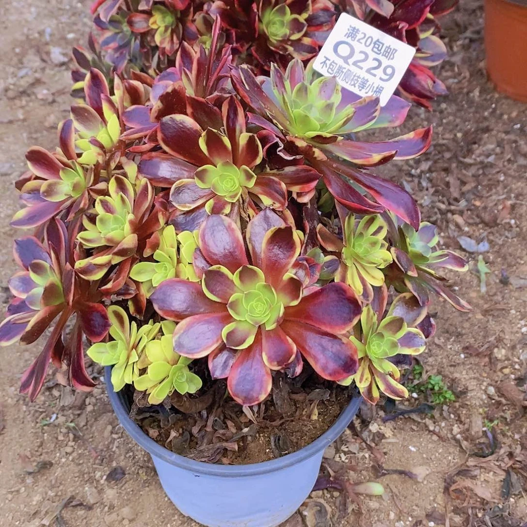 229欧佳丽多肉法师锦