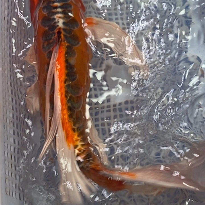 锦鲤冷水锦鲤（无开箱视频不售后）