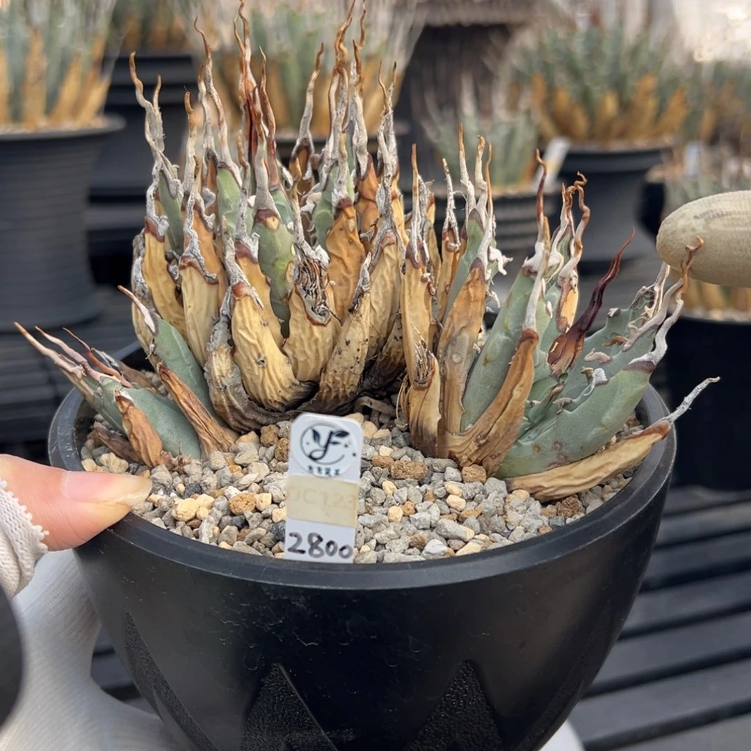 无花朵妖炎熟桩带盆 8折价 稀有群生 3头 超级曲