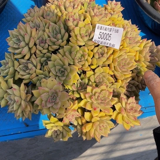 贺*怡璀璨5005多肉