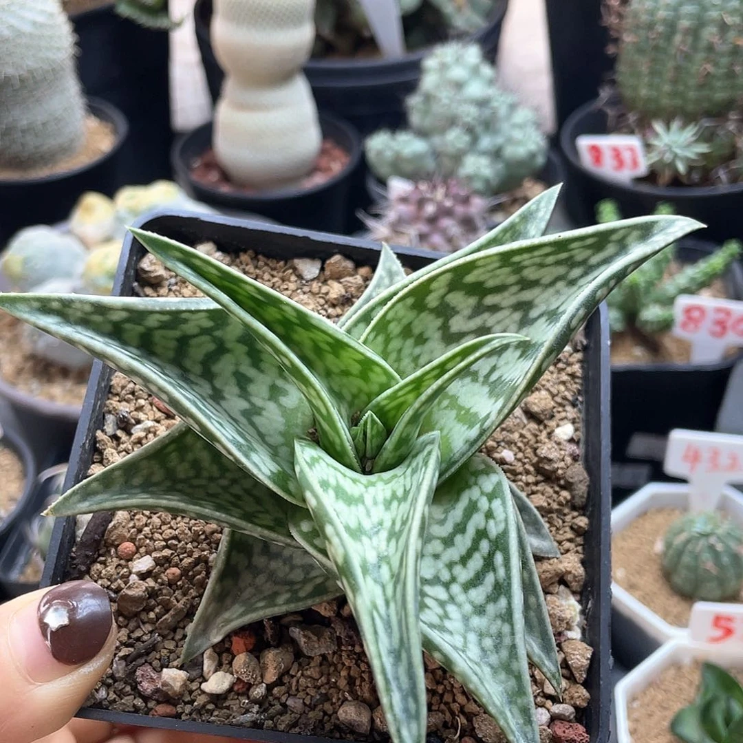 实生豹纹原始芦荟仙人球