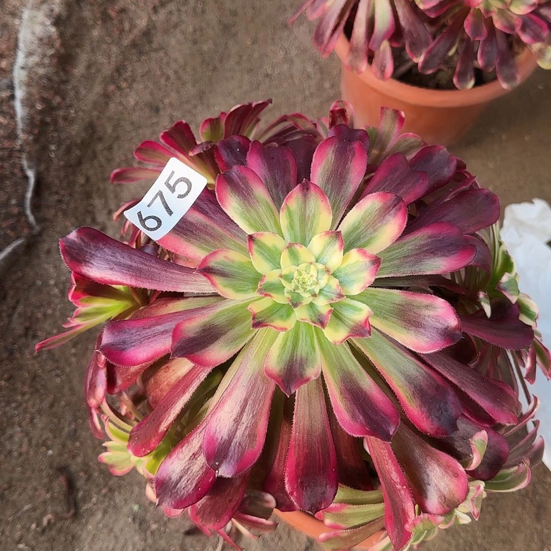 多肉植物法师波斯675