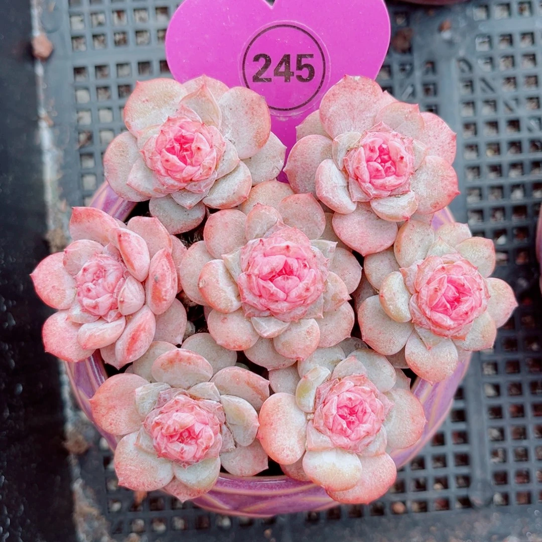 245号琥珀单头7颗组合