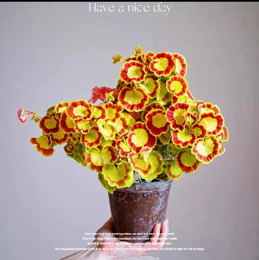 【奎尔特夫人（不带花苞）】金黄色叶片，焦糖色马蹄纹彩叶品种，苗青小