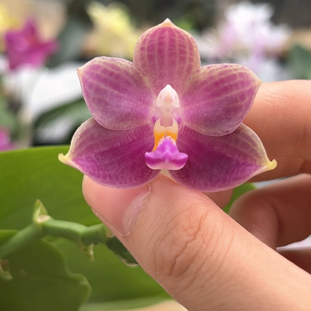 完全开放2.5寸米奇爪哇交狗开花株