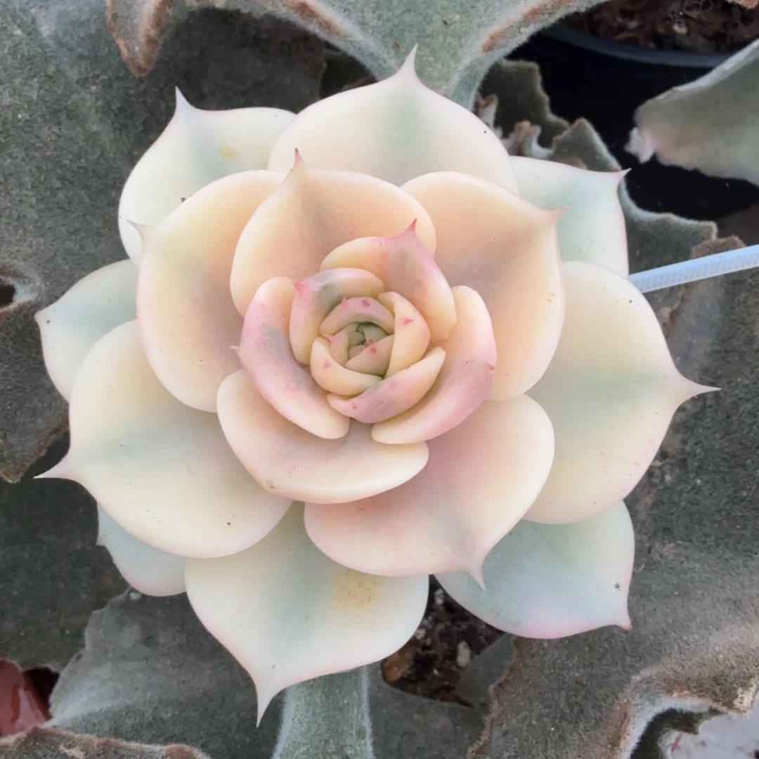 湖腹轮锦模特锦腹轮锦