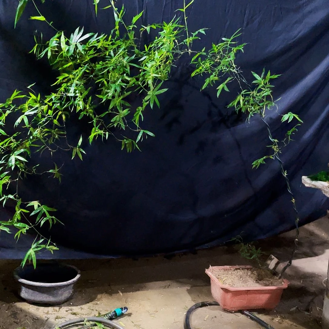 无花朵古**源小叶簕竹熟桩陶瓷盆一物一拍