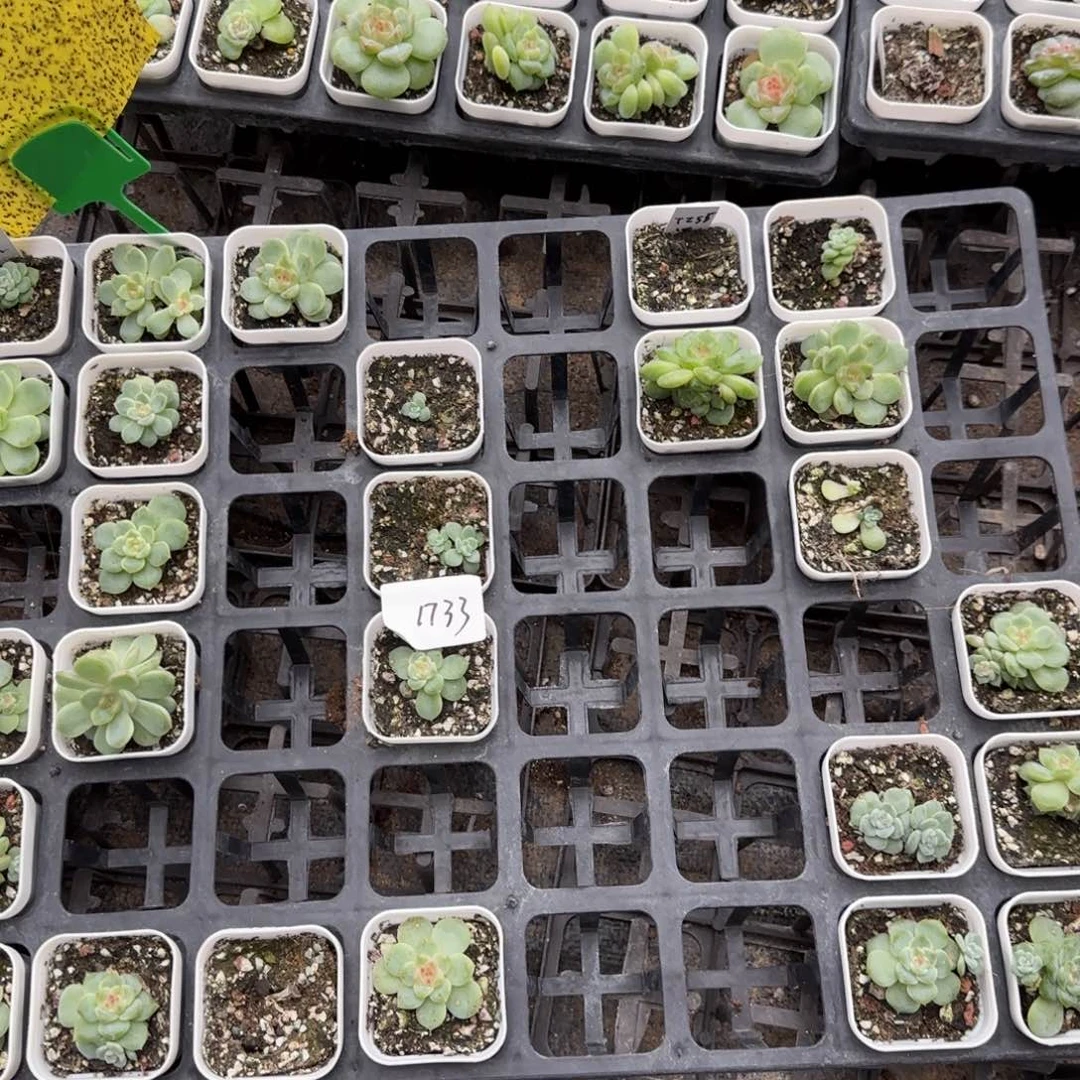 1733 一半托满20包邮