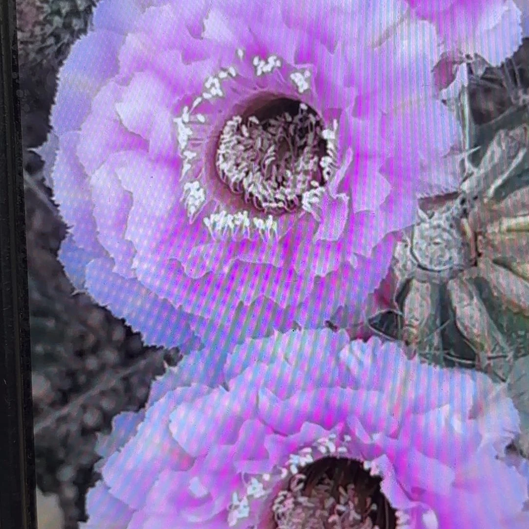 桃花落彩小小小侧牙20包邮