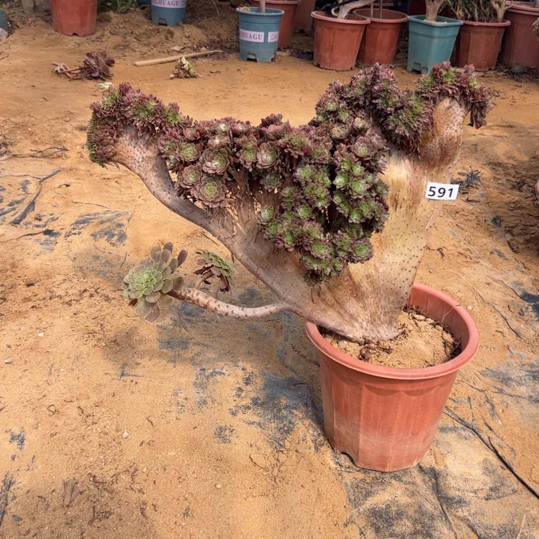 铜壶朵缀591中间薄