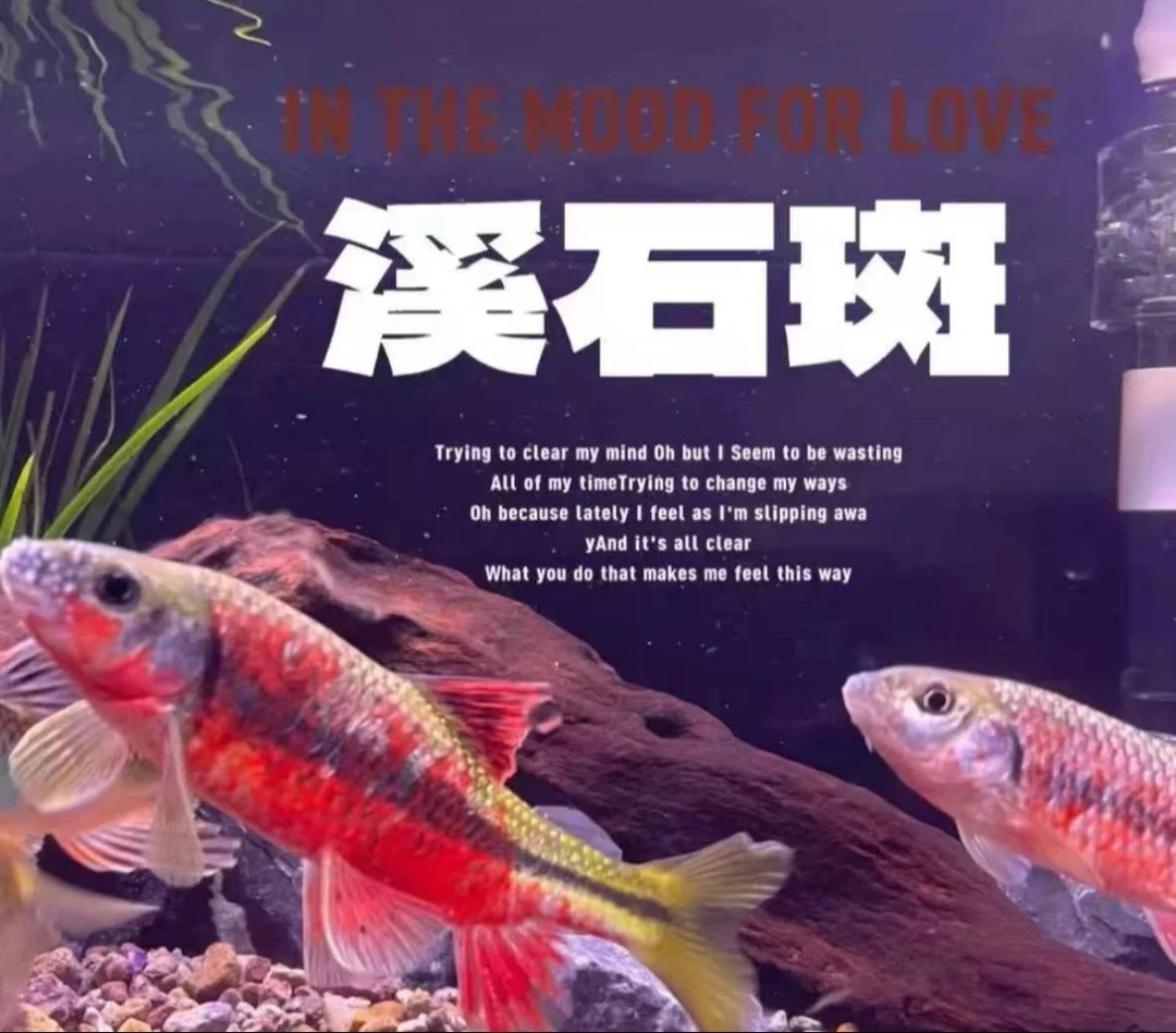 红腹溪石斑原生冷水观赏鱼光唇鱼溪流野采活体发货