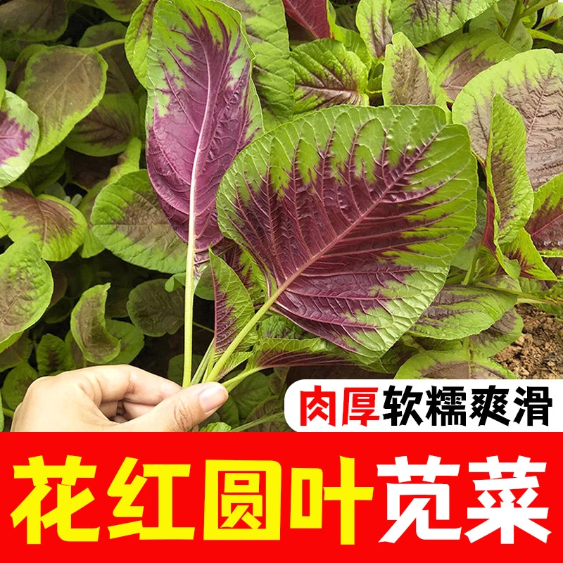 【全店满5包包邮】花红圆叶苋菜苗子种子四季农家菜绿菜红菜美味
