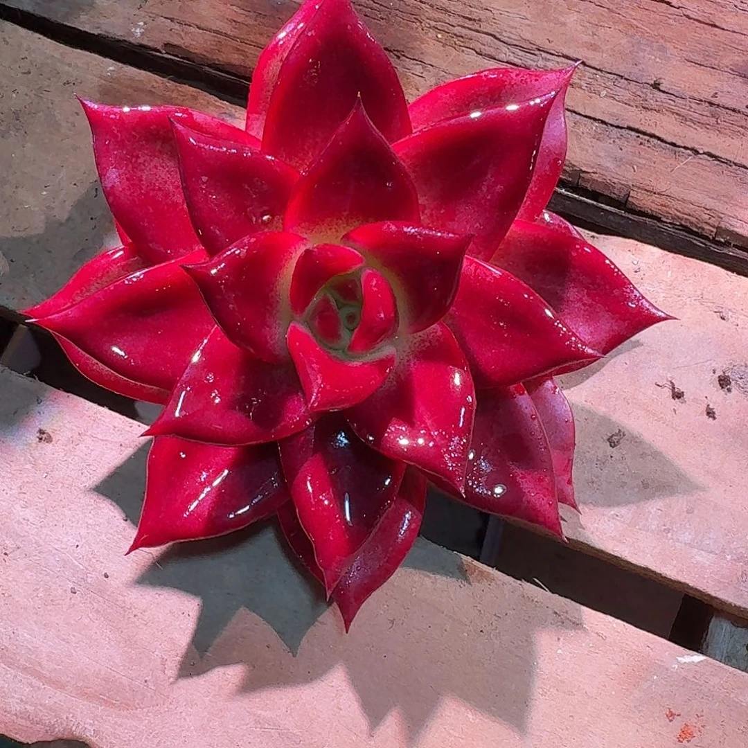 罗卡多肉多肉多肉