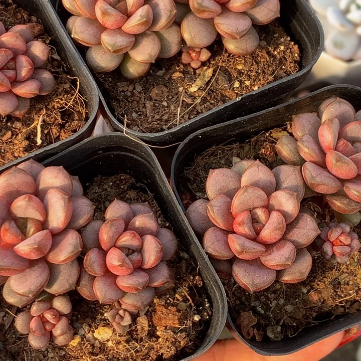 葡萄双头 （满9.99发货不满9.99发叶子）