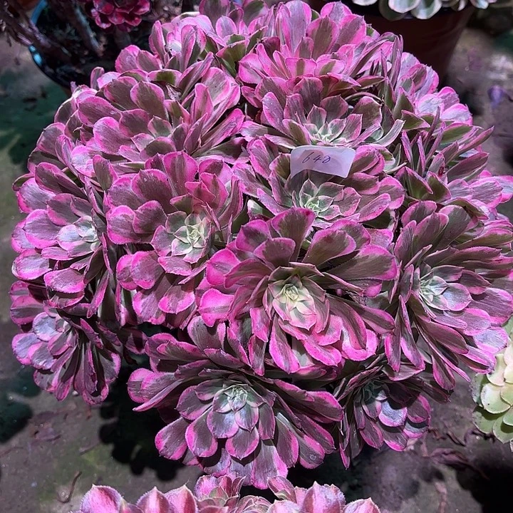 多肉植物霁月00648