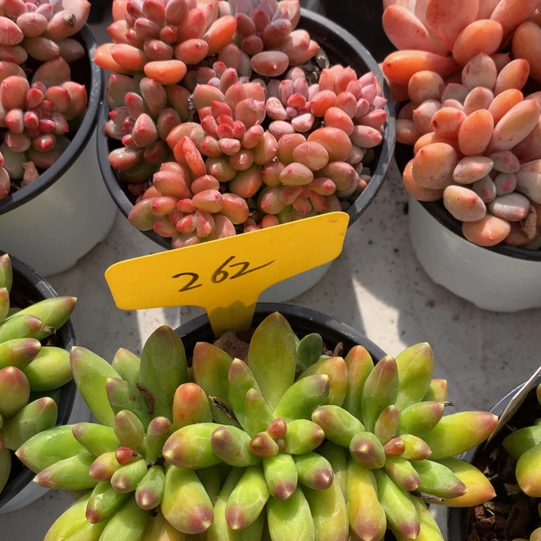 千代田727277272277