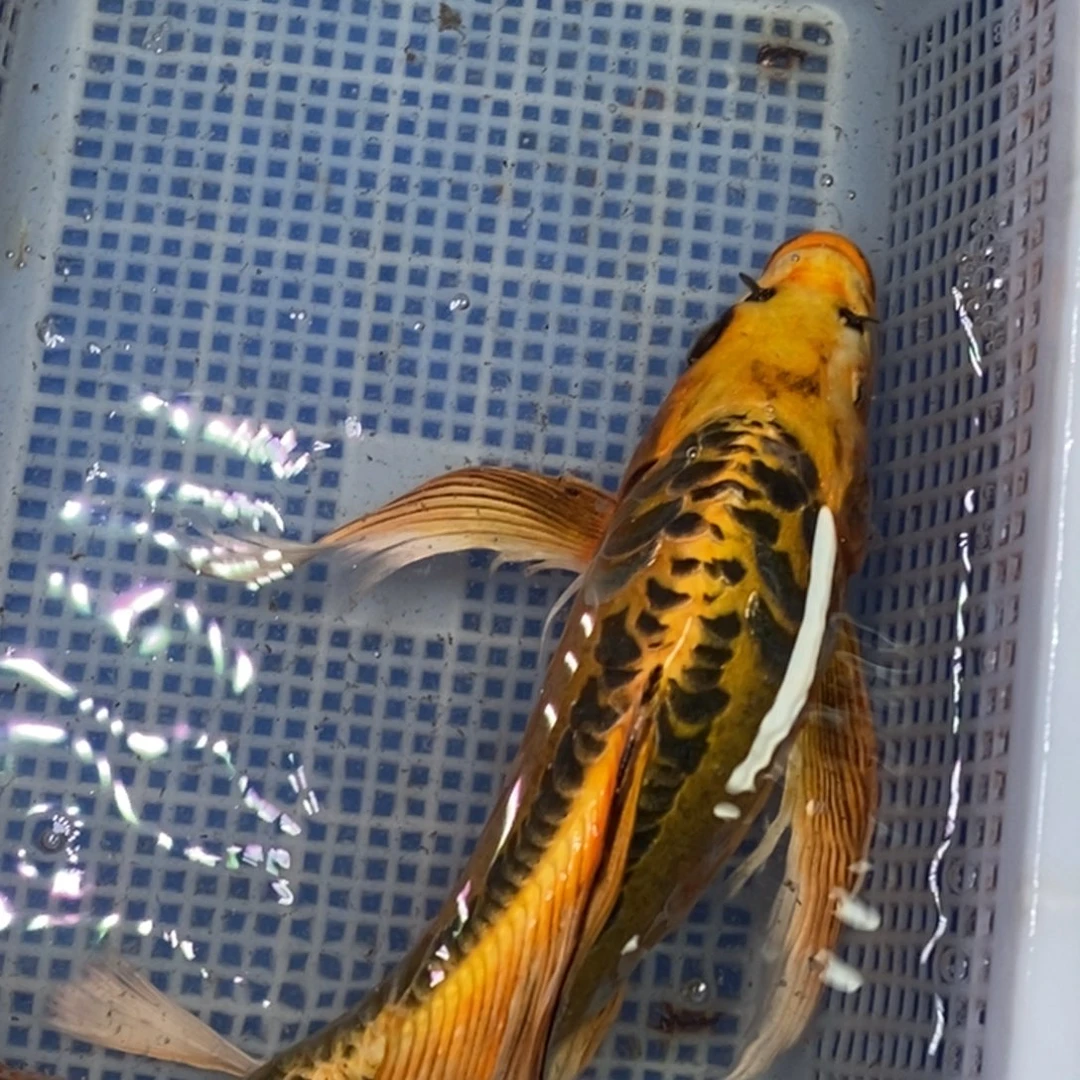 锦鲤冷水锦鲤包邮