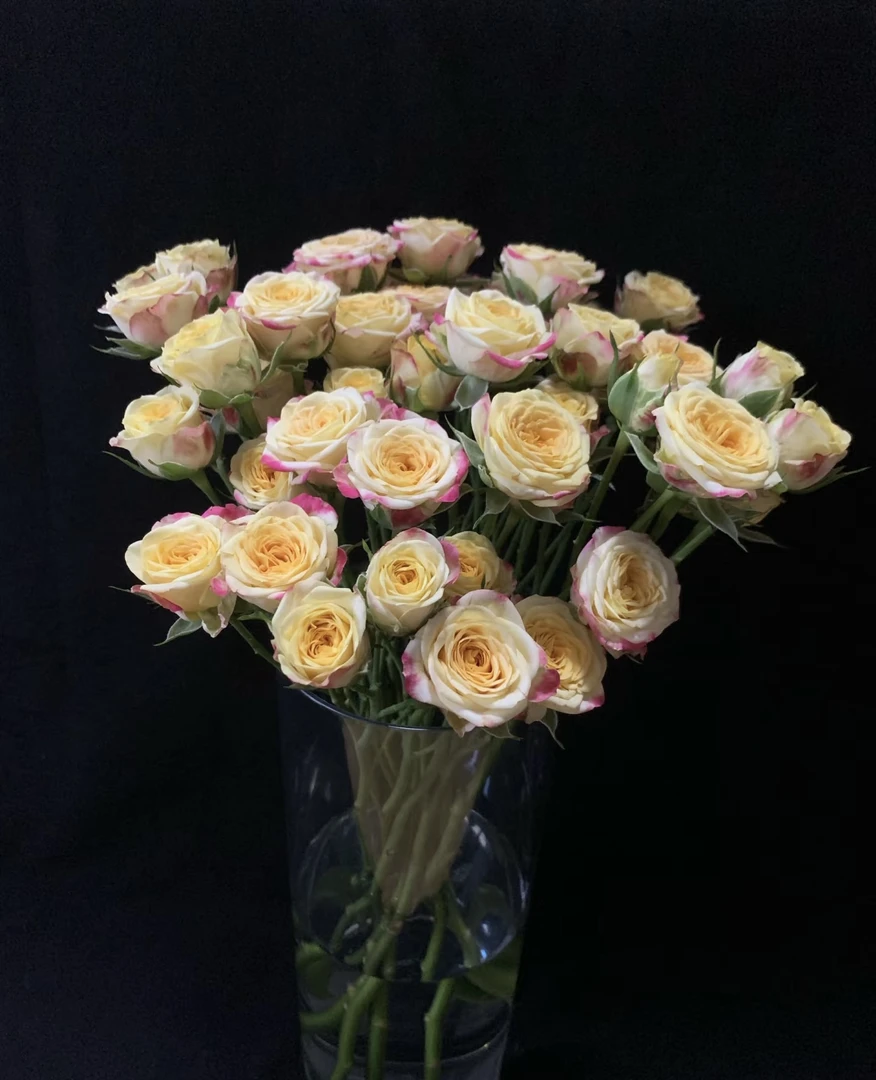 （多）烟花【满三单顺丰包邮】花如其名