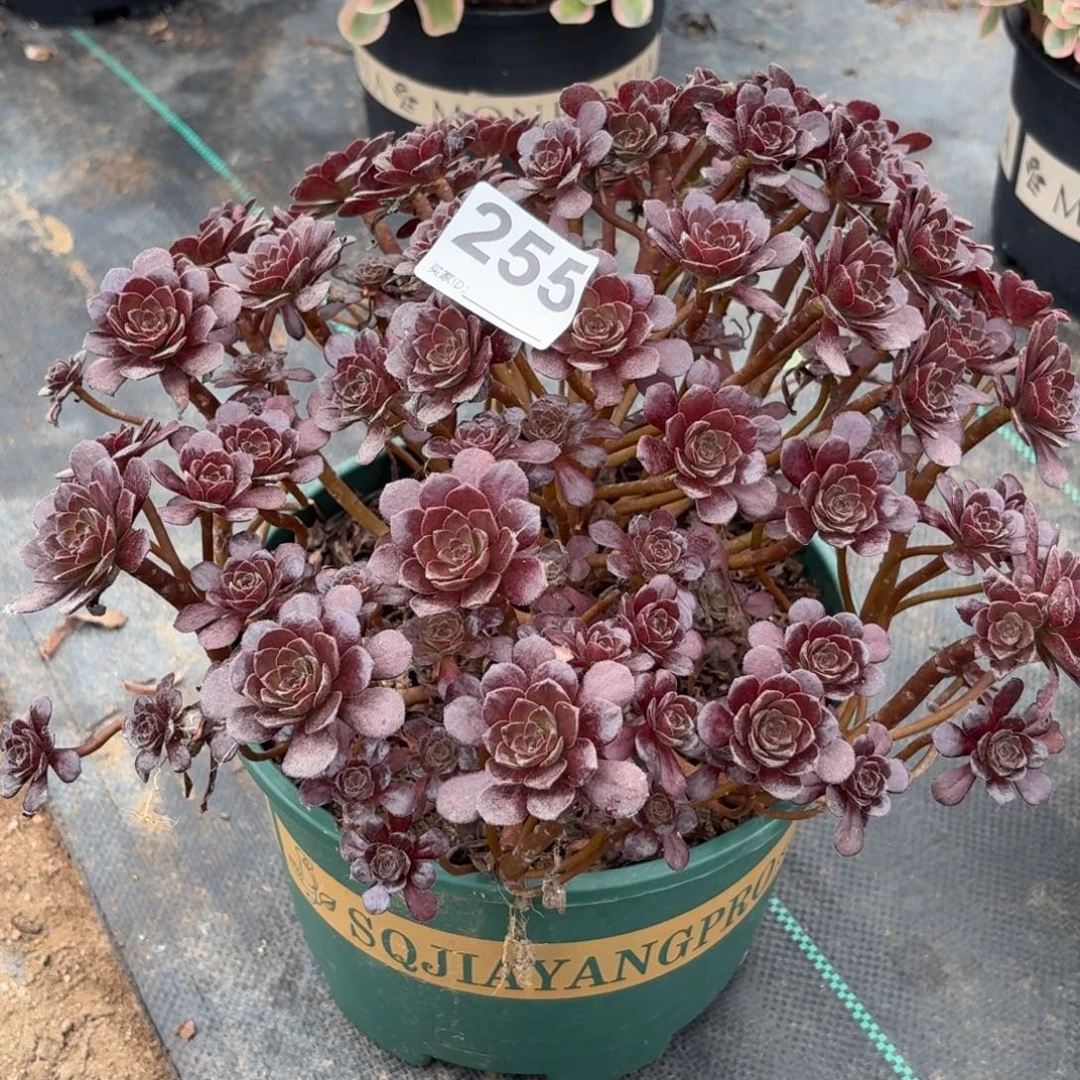 255黑珍珠多肉植物发货