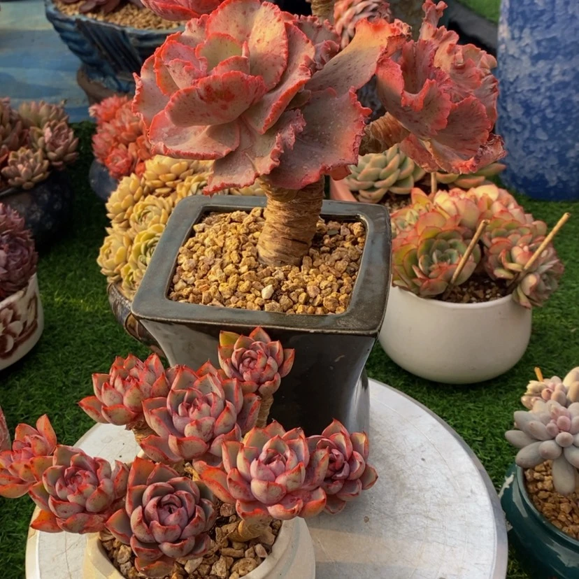 【闪购商品】放*多肉植物