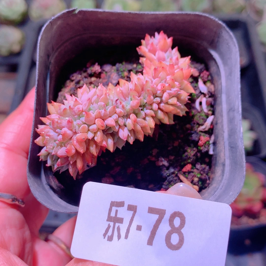 乐然7-78 莱恩小精灵缀化